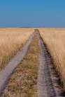 Vehicular tracks in sandy soil through a landscape of tall grass Nxai Pan National Park-Botswana Art Print